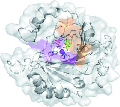 Ibuprofen: a weak inhibitor of carbonic anhydrase II