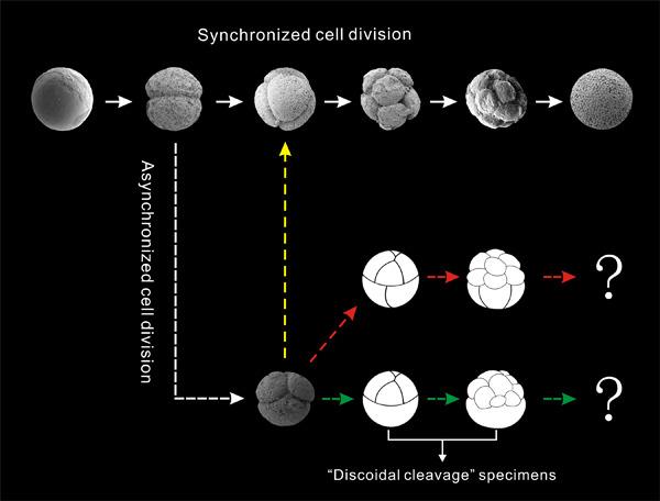 Asynchronized cell division in embryo-like fossils from the Ediacaran Zhenba microfossil assemblage