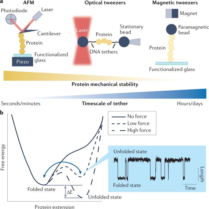 The role of single-protein elasticity in mechanobiology