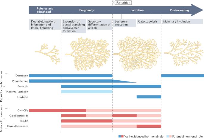 Hormonal regulation of mammary gland development and lactation