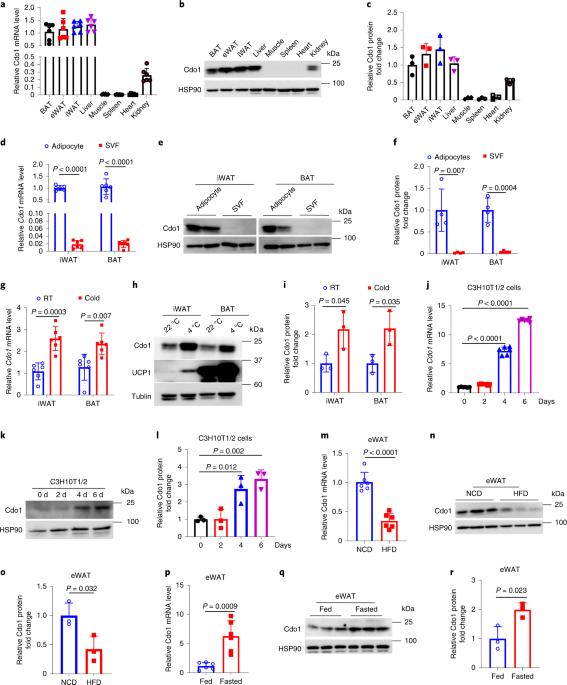 Cdo1 promotes PPARγ-mediated adipose tissue lipolysis in male mice