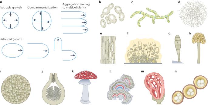 Architecture of the dynamic fungal cell wall