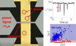 Detection of Trypanosoma brucei by microwave cytometry