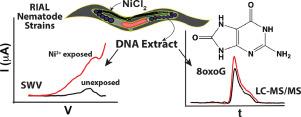 Complementary square wave voltammetry and tandem mass spectrometry analysis to identify and detect compensatory genomic changes in nematodes due to nickel (II) exposure