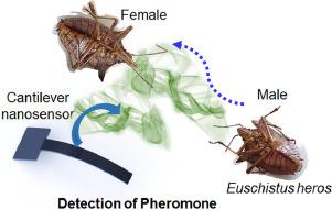 Sensing of pheromones from Euschistus heros (F.) stink bugs by nanosensors