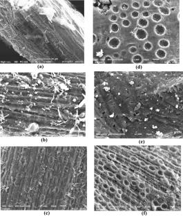 Microwave physicochemical activation: an advanced approach to produce activated biochar for palm oil mill effluent treatment