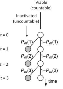 Fully Probabilistic Microbial Inactivation Models: the Markov Chain Reconstruction from Experimental Survival Ratios