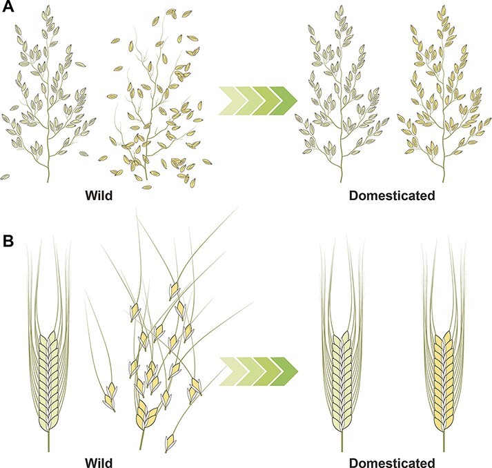 Grain Disarticulation in Wild Wheat and Barley.