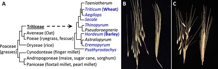 Grain Disarticulation in Wild Wheat and Barley.