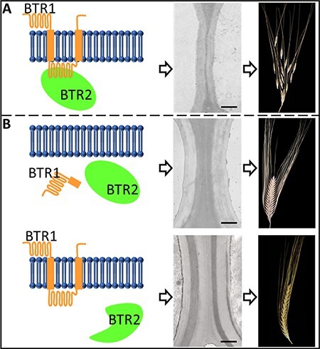 Grain Disarticulation in Wild Wheat and Barley.
