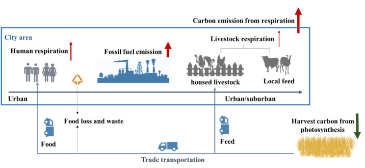 The impact of human and livestock respiration on CO2 emissions from 14 global cities