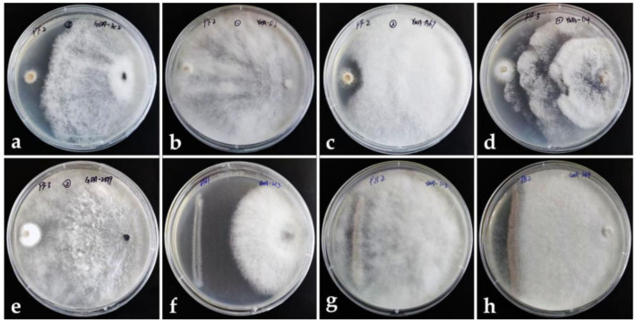 Endophytic Fungi Associated with <i>Aquilaria sinensis</i> (Agarwood) from China Show Antagonism against Bacterial and Fungal Pathogens.