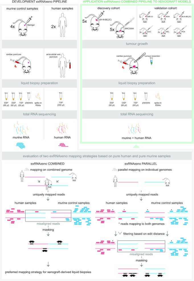 Whole transcriptome profiling of liquid biopsies from tumour xenografted mouse models enables specific monitoring of tumour-derived extracellular RNA.