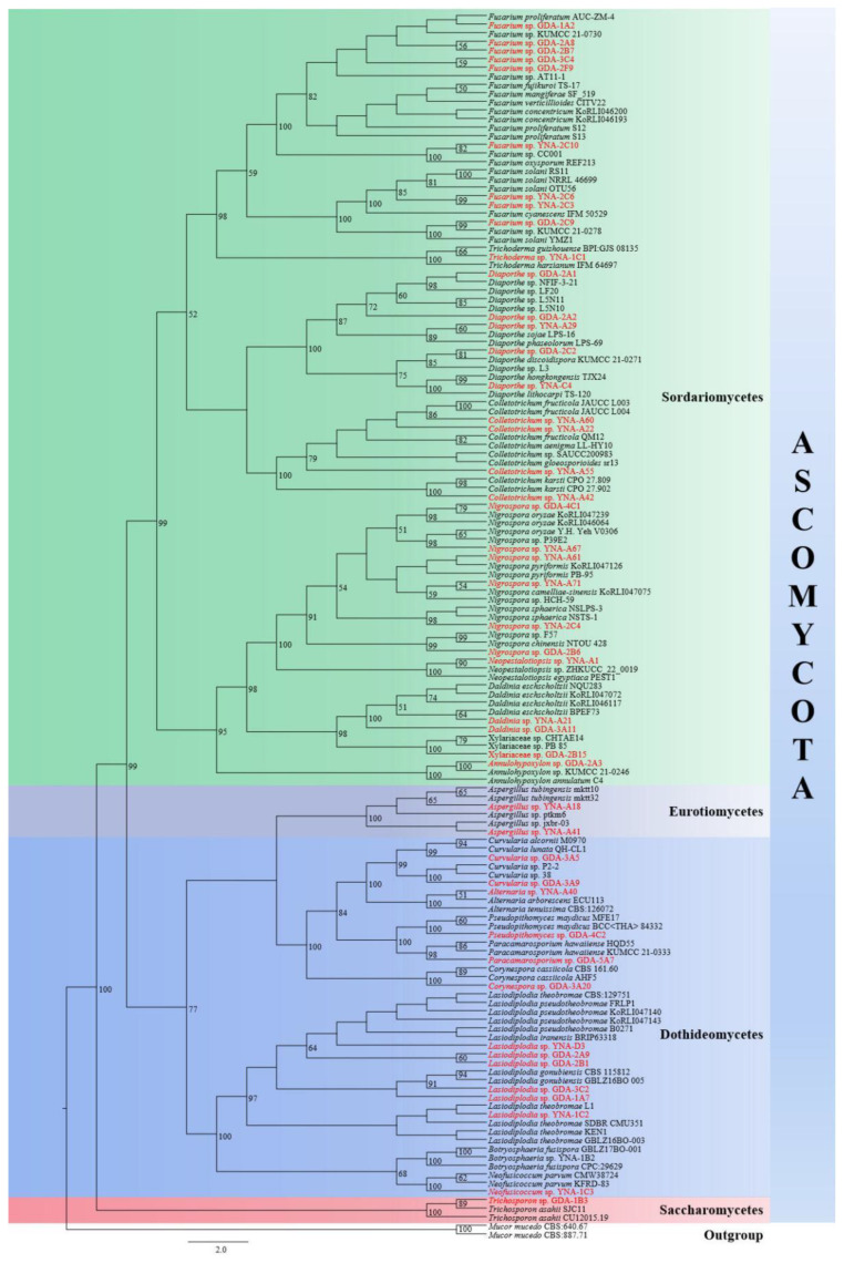 Endophytic Fungi Associated with <i>Aquilaria sinensis</i> (Agarwood) from China Show Antagonism against Bacterial and Fungal Pathogens.