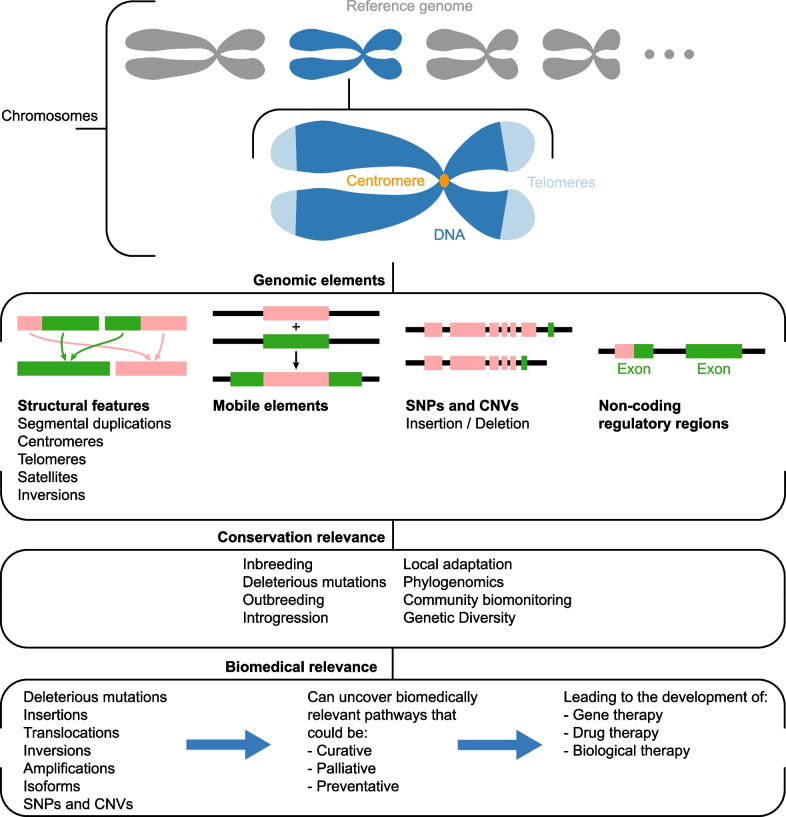 Sequencing and assembling bear genomes: the bare necessities.