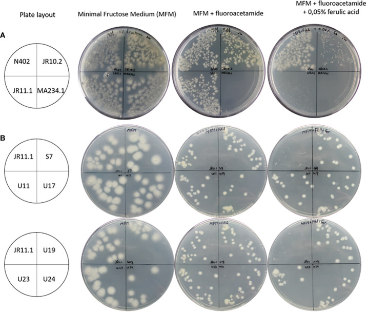 Utilization of ferulic acid in <i>Aspergillus niger</i> requires the transcription factor FarA and a newly identified Far-like protein (FarD) that lacks the canonical Zn(II)<sub>2</sub>Cys<sub>6</sub> domain.