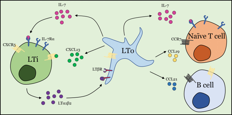 The Role of Interleukin-7 in the Formation of Tertiary Lymphoid Structures and Their Prognostic Value in Gastrointestinal Cancers.