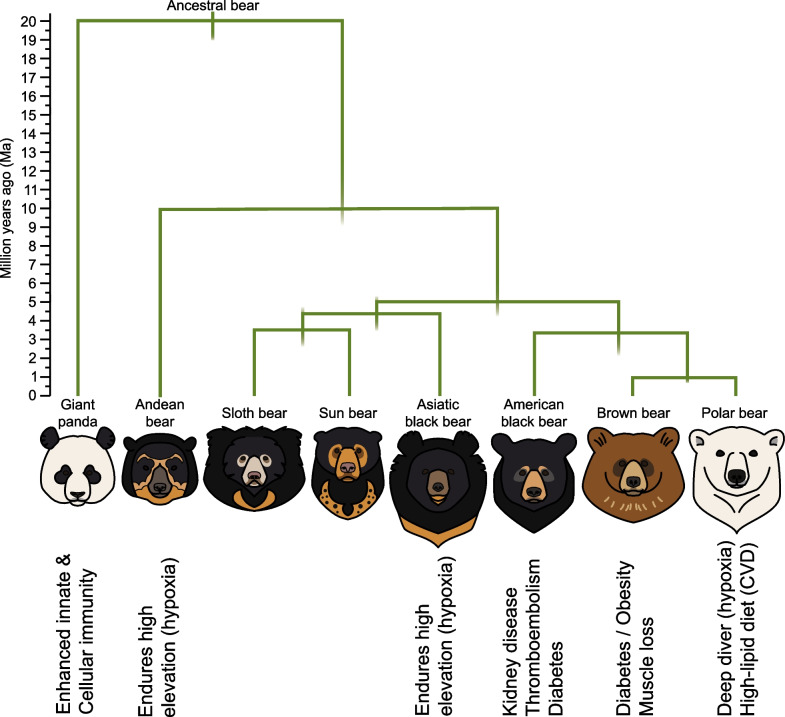 Sequencing and assembling bear genomes: the bare necessities.