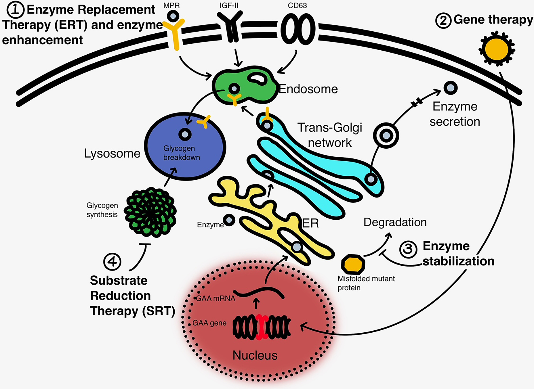 Pompe Disease: a Clinical, Diagnostic, and Therapeutic Overview.