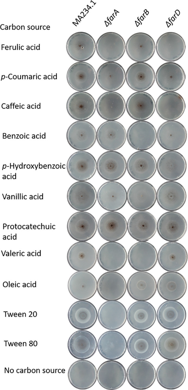 Utilization of ferulic acid in <i>Aspergillus niger</i> requires the transcription factor FarA and a newly identified Far-like protein (FarD) that lacks the canonical Zn(II)<sub>2</sub>Cys<sub>6</sub> domain.