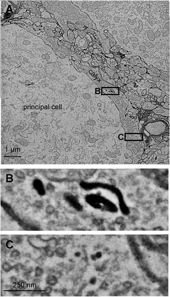 Effects of the clathrin inhibitor Pitstop-2 on synaptic vesicle recycling at a central synapse <i>in vivo</i>.