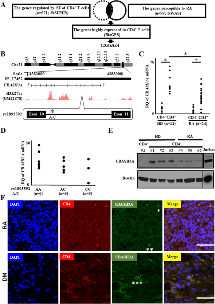 IL-6 production through repression of UBASH3A gene via epigenetic dysregulation of super-enhancer in CD4<sup>+</sup> T cells in rheumatoid arthritis.