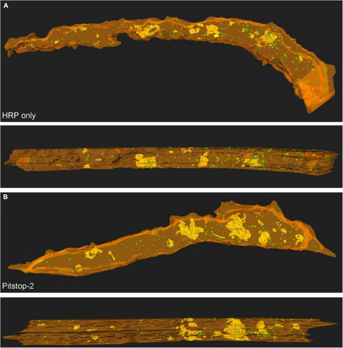 Effects of the clathrin inhibitor Pitstop-2 on synaptic vesicle recycling at a central synapse <i>in vivo</i>.