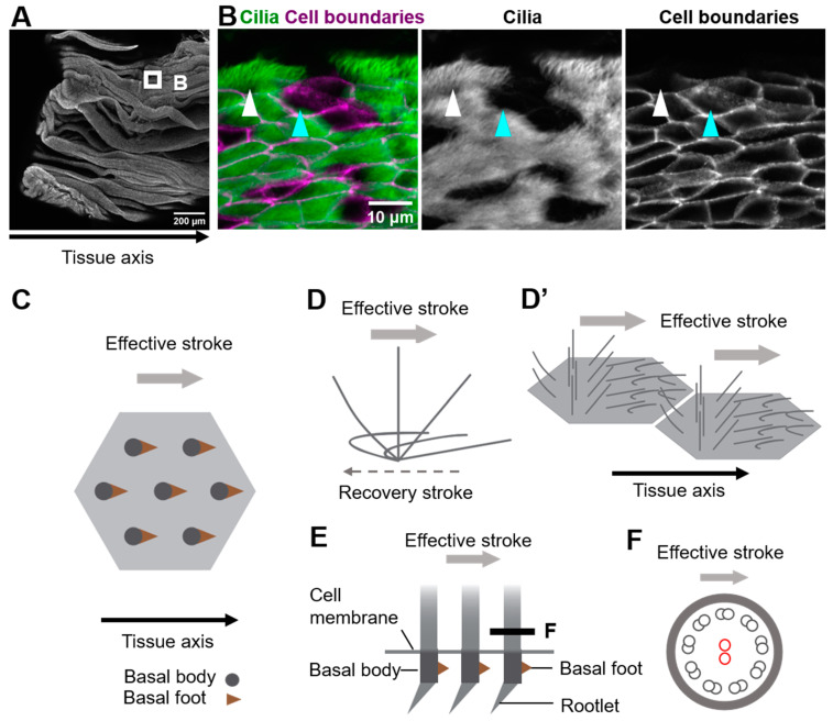 Coordination of Cilia Movements in Multi-Ciliated Cells.