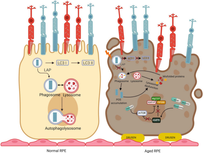 Autophagy in the retinal pigment epithelium: a new vision and future challenges.