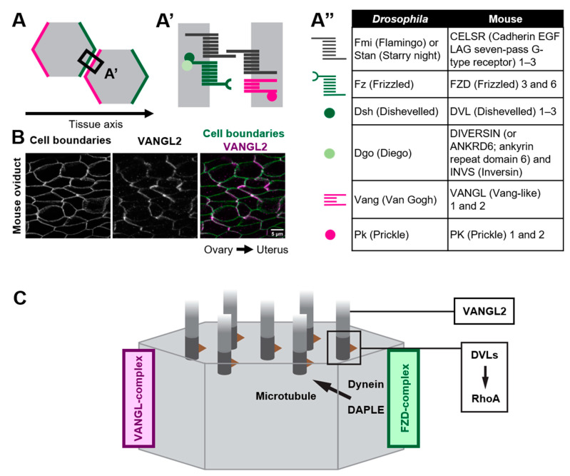 Coordination of Cilia Movements in Multi-Ciliated Cells.