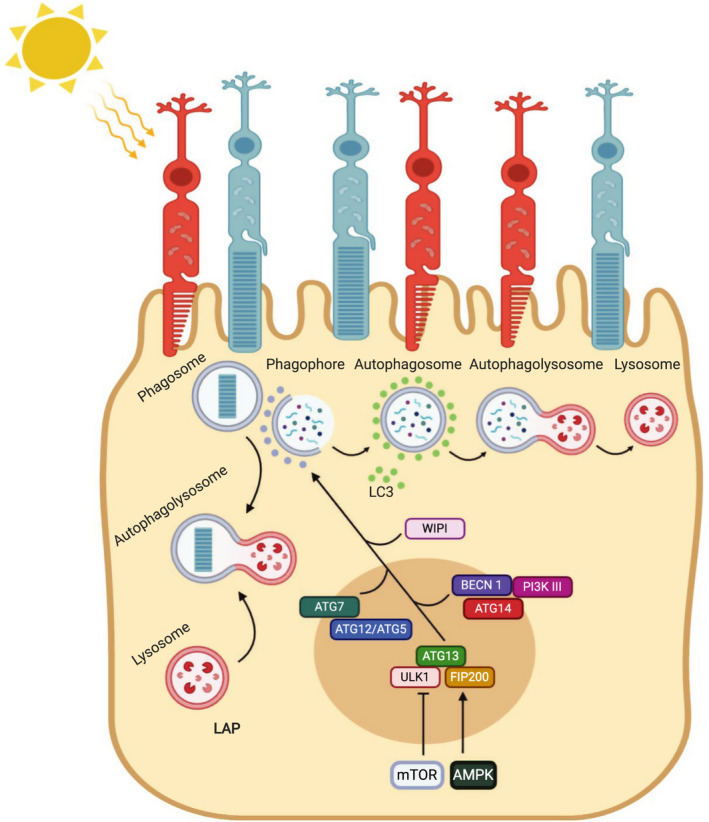 Autophagy in the retinal pigment epithelium: a new vision and future challenges.