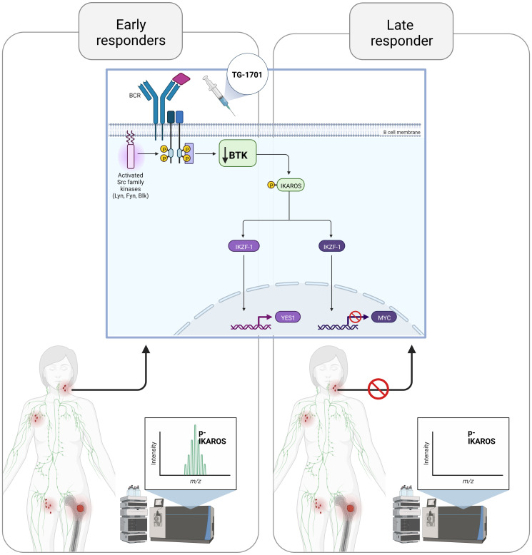 Ikaros as a downstream mediator of BCR blockade therapy in B-cell non-Hodgkin lymphoma.