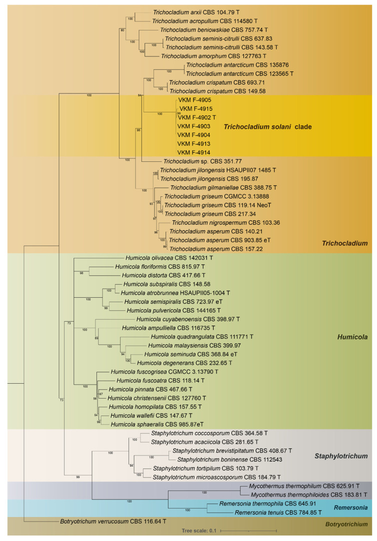<i>Trichocladium solani</i> sp. nov.-A New Pathogen on Potato Tubers Causing Yellow Rot.