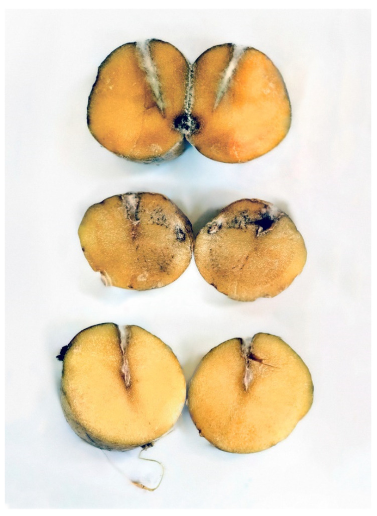 <i>Trichocladium solani</i> sp. nov.-A New Pathogen on Potato Tubers Causing Yellow Rot.