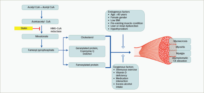 Statin-related Muscle Toxicity: An Evidence-based Review.