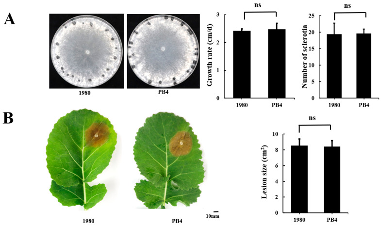 Fungal Strains with Identical Genomes Were Found at a Distance of 2000 Kilometers after 40 Years.