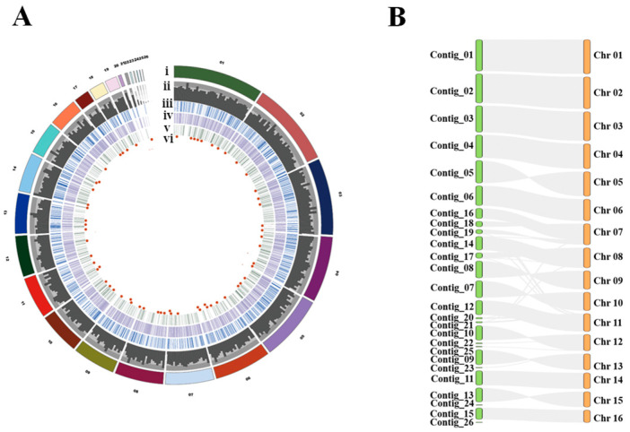 Fungal Strains with Identical Genomes Were Found at a Distance of 2000 Kilometers after 40 Years.