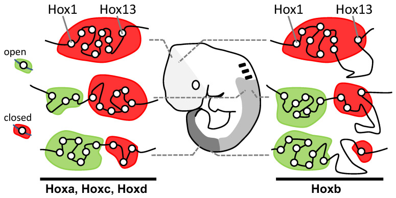 Seeking Sense in the Hox Gene Cluster.