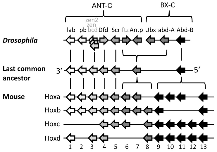 Seeking Sense in the Hox Gene Cluster.