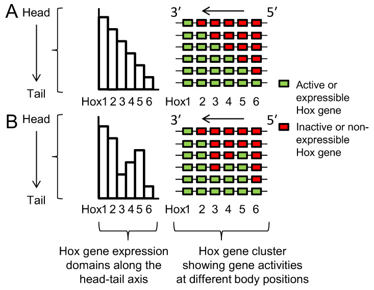 Seeking Sense in the Hox Gene Cluster.