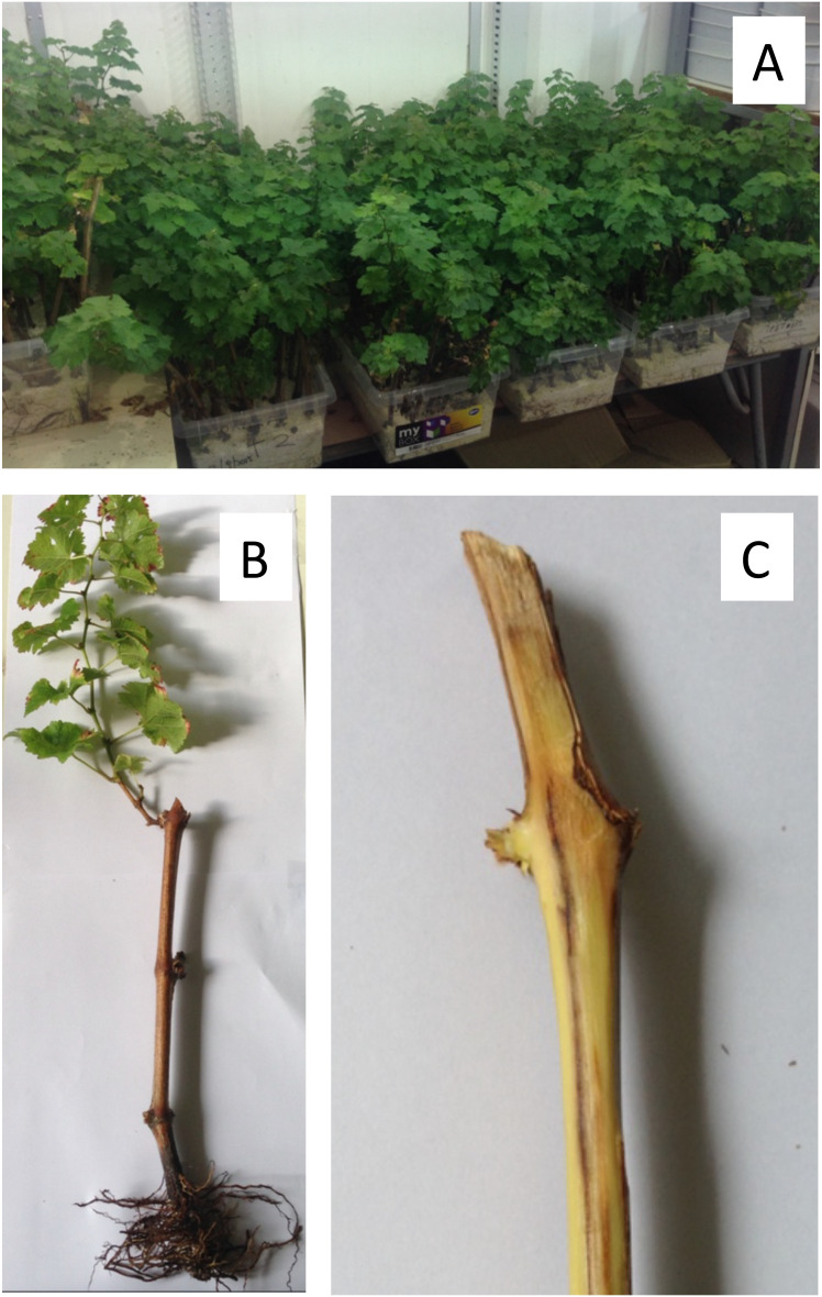 Duration of the susceptibility of pruning wounds of different ages to infections by <i>Phaeomoniella chlamydospora</i> on grapevine cv. Cabernet Sauvignon in Central Chile.