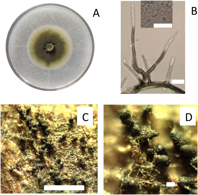 Duration of the susceptibility of pruning wounds of different ages to infections by <i>Phaeomoniella chlamydospora</i> on grapevine cv. Cabernet Sauvignon in Central Chile.