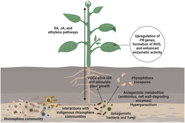 Biological Control of Oomycete Soilborne Diseases Caused by <i>Phytophthora capsici, Phytophthora infestans</i>, and <i>Phytophthora nicotianae</i> in Solanaceous Crops.