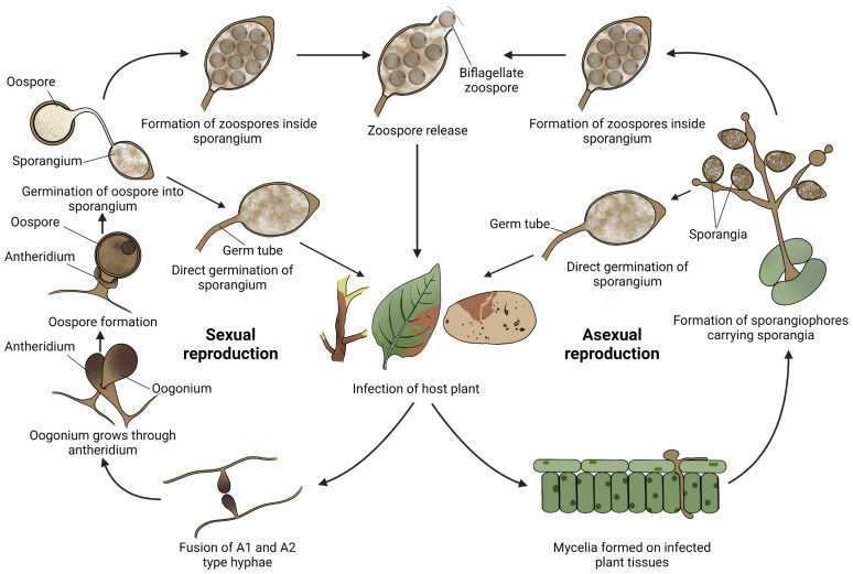 Biological Control of Oomycete Soilborne Diseases Caused by <i>Phytophthora capsici, Phytophthora infestans</i>, and <i>Phytophthora nicotianae</i> in Solanaceous Crops.