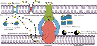 Molecular mechanisms underlying bacterial resistance to ceftazidime/avibactam.