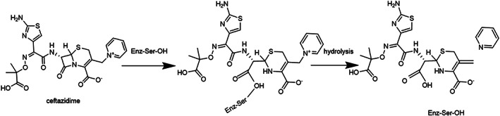 Molecular mechanisms underlying bacterial resistance to ceftazidime/avibactam.