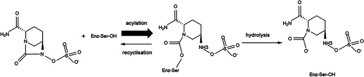 Molecular mechanisms underlying bacterial resistance to ceftazidime/avibactam.