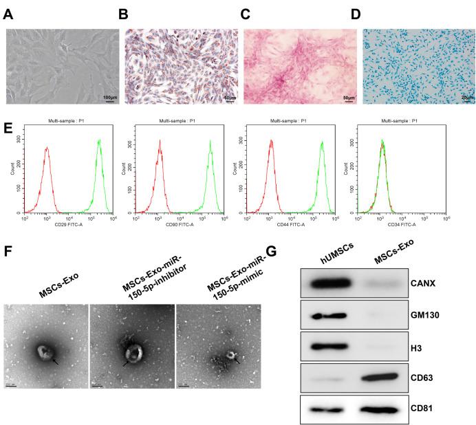 MSCs-Derived miR-150-5p-Expressing Exosomes Promote Skin Wound Healing by Activating PI3K/AKT Pathway through PTEN.