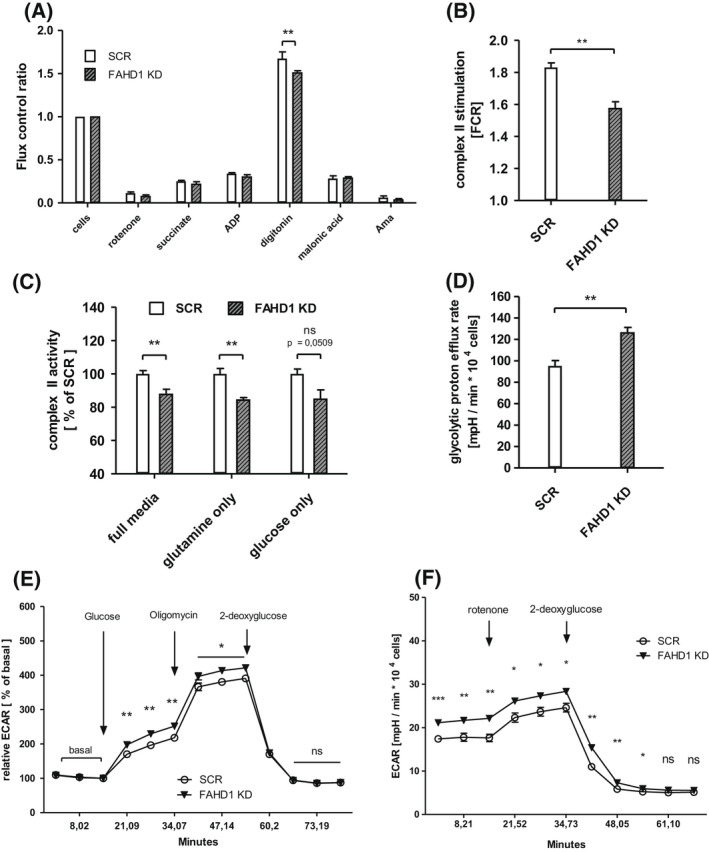 The mitochondrial enzyme FAHD1 regulates complex II activity in breast cancer cells and is indispensable for basal BT-20 cells in vitro.