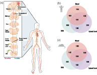 A compendium of validated pain genes.